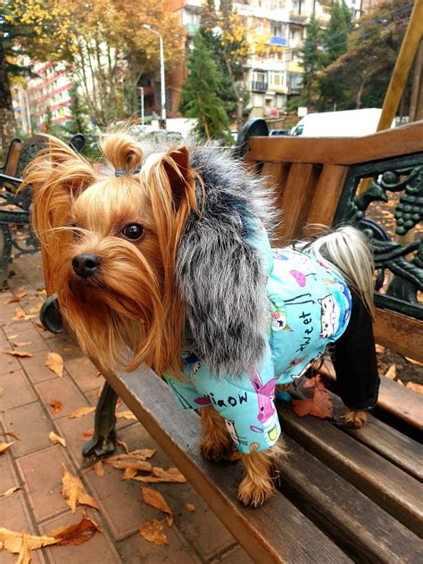 Dog Winter Clothes overall Snowsuit Dog Full Body Suit | Etsy