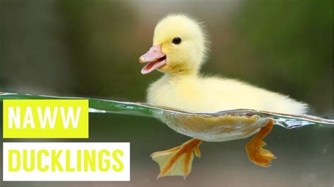 Super Cute DUCKLINGS Swimming and Eating Compilation - YouTube