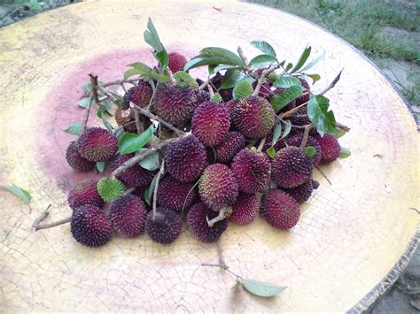 Tersurat & Tersirat: Rambutan VS Pulasan