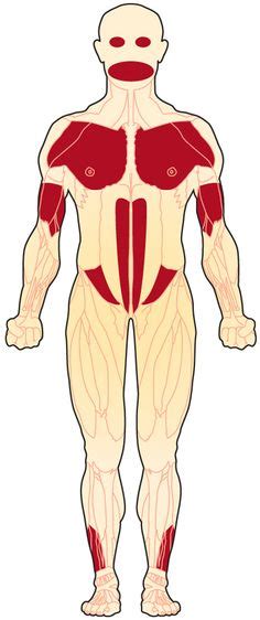 Muscles affected by FSHD (front view) Muscles Of The Face, Human Genome ...