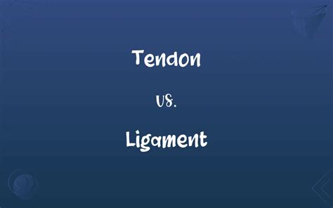 Tendon vs. Ligament: What’s the Difference?