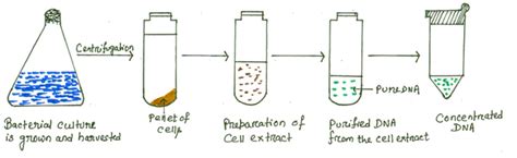 DNA extraction from Gram Positive bacteria (Staphylococcus aureus): materials required and ...