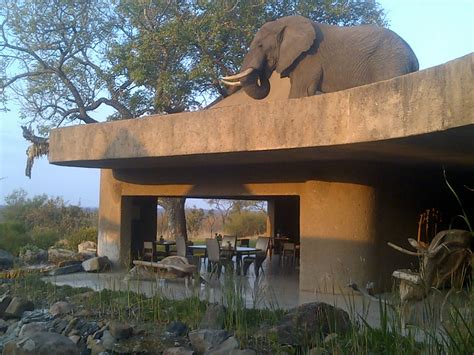 Unprecedented Earth Lodge - Sabi Sabi Private Game Reserve