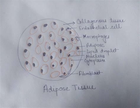 Connective Tissue Labelled Diagram