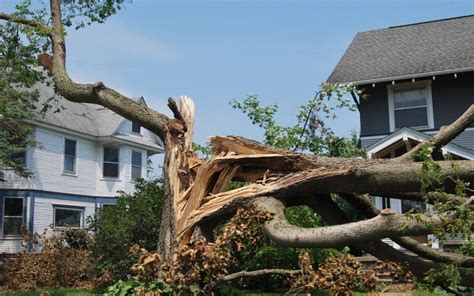 The Risks of Old, Damaged Trees and the Advantages of Reliable Tree Services - Salazar Tree Experts