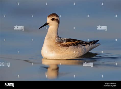 Juvenile Red-necked Phalarope Phalaropus lobatus on migration through ...