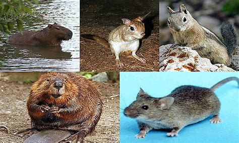 Types Of Wild Rodents