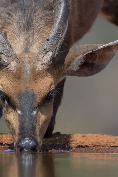 The Bushbuck: Much More Than Africa’s Bambi | African wildlife, Africa ...