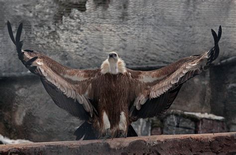 The Ruppell's Griffon Vulture is the highest flying bird on record ...