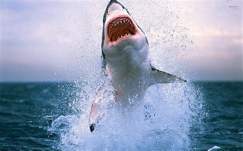 Great White Shark Wallpapers HD - Wallpaper Cave