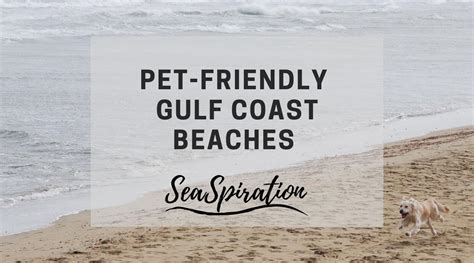 12 Best Pet-Friendly Beaches In Florida Gulf Coast