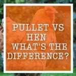 Pullet vs Hen - What's The Difference?
