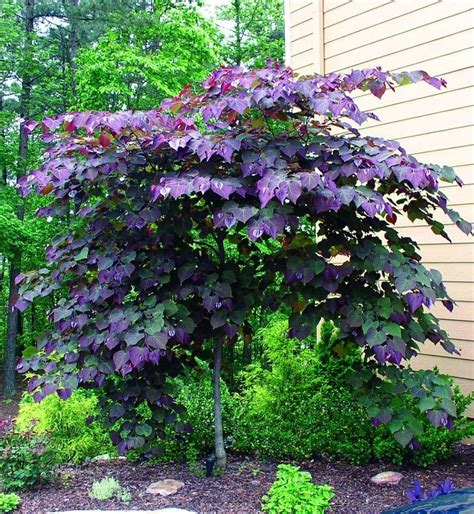 The Forest Pansy is an incredibly beautiful small growing deciduous tree with colourful heart ...