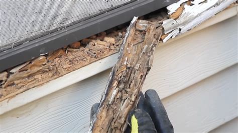 Termite Damage vs Wood Rot – What are the differences? - HouseReal