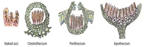 Pin on Ascomycota-Ascocarps