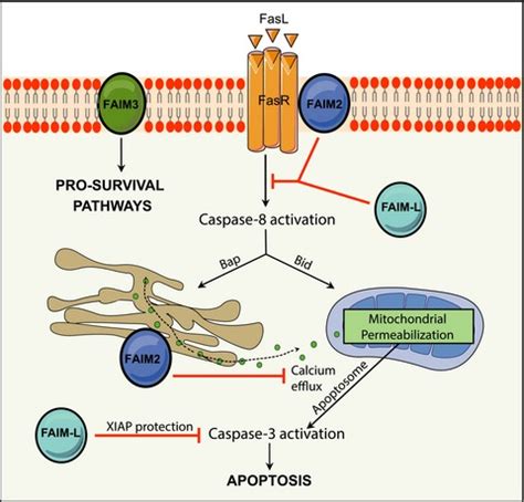 Fas apoptosis inhibitory molecules: more than death‐receptor antagonists in the nervous system ...