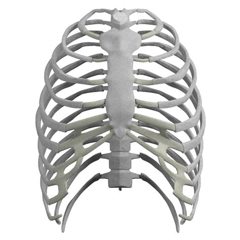 Anatomy Rib Cage - the Thoracic Cage - SCIENTIST CINDY - This is a ...