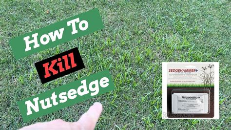 Nutsedge Killer // SedgeHammer + Herbicide Weed Control - YouTube