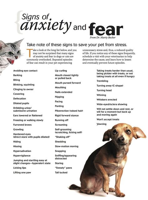 Signs of Anxiety and Fear