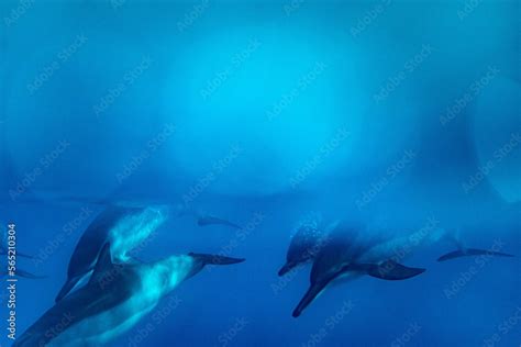 dolphin pod Stock Photo | Adobe Stock