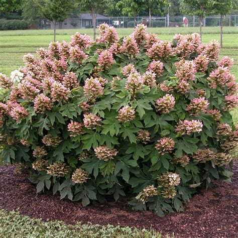 'Munchkin' Oakleaf Hydrangea