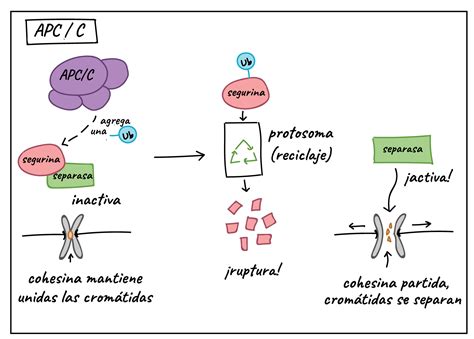 No Ciclo Celular Atuam Moléculas Reguladoras - EDUBRAINAZ