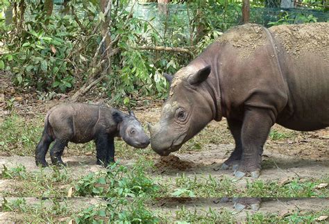 Scientists race to save the Sumatran rhino as last male in Malaysia dies