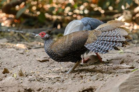 Kalij pheasant (Lophura leucomelanos)