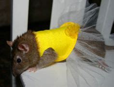 1000+ images about RAT COSTUMES on Pinterest | Rats, Pet rats and A rat