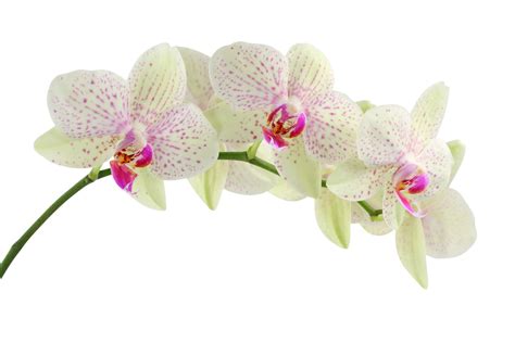 🔥 [48+] Beautiful Orchid Flower Wallpapers | WallpaperSafari