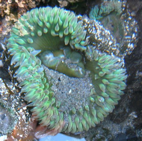 Sea Anemone Closed