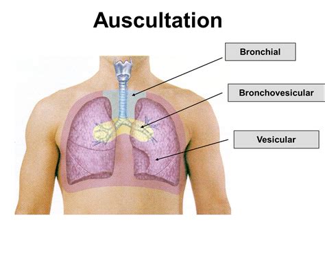 bronchovesicular and vesicular - Google Search | Anatomy Study ...