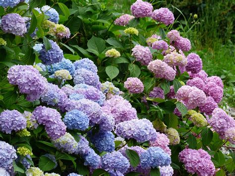 Hydrangeas Flowers Blue · Free photo on Pixabay