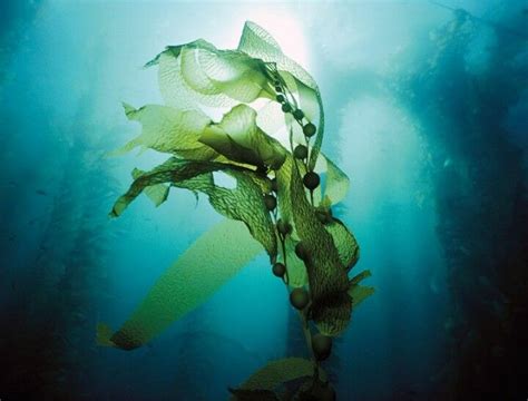 Pin by Evelyn Baylee on Plantaardige vormen | Underwater plants, Sea plants, Seaweed