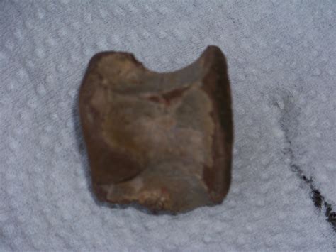 Theropod Vertebra? - Fossil ID - The Fossil Forum