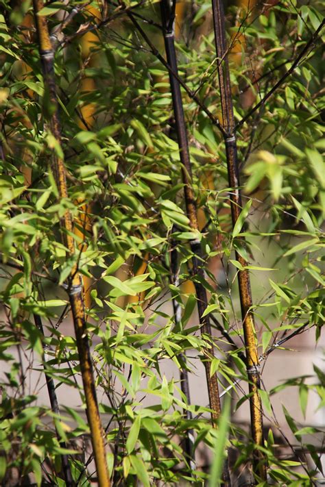 Black bamboo - Phyllostachys nigra - San Diego Zoo | Flickr