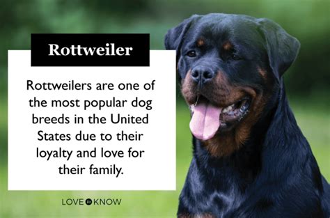 Rottweiler Temperament: A Dog Owners’ Guide - PetScreening