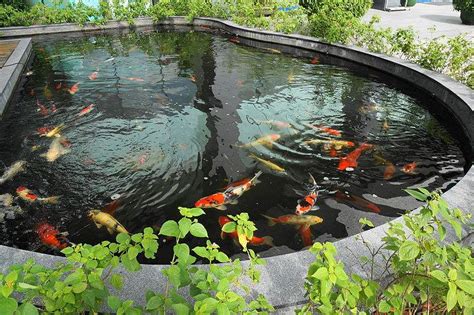 Koi pond maintenance: keep your pond live and healthy | HireRush Blog