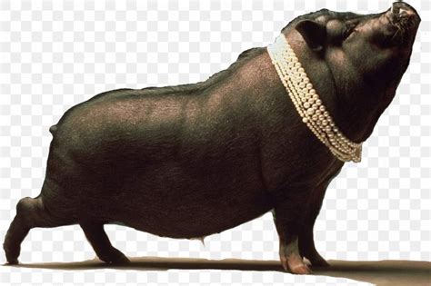 Black Iberian Pig Dream Ritual, PNG, 1024x682px, Black Iberian Pig, Amulet, Dog Breed, Domestic ...