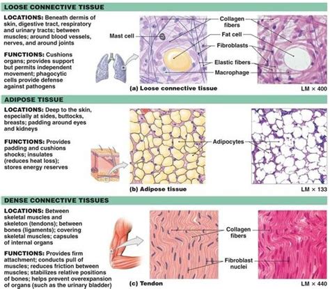 8 best images about Bio on Pinterest | Endocrine system, Studs and Smooth muscle tissue