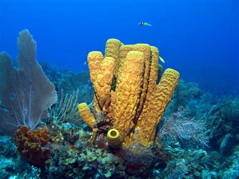 Images of Sea Sponges - Free The Ocean