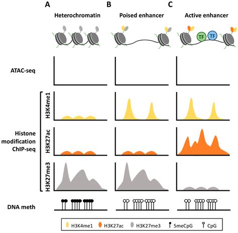 Cancers | Free Full-Text | DNA Methylation of Enhancer Elements in ...