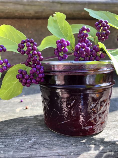 How to Make Beautyberry Jelly - Winging it on the Homestead