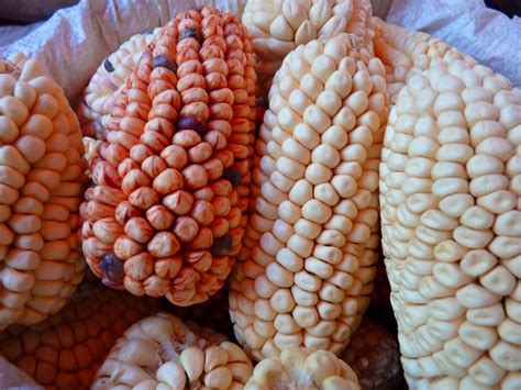 Corn varieties free image download