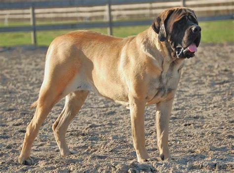 Mastiff ( Old English Mastiff ) - Dog Breed Standards