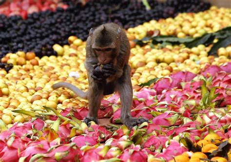 Lopburi monkey festival op 26 november. Amazing Thailand !!Lopburi ligt ...