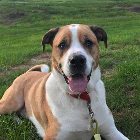 11+ American Bulldog Great Pyrenees Mix - TheodoreKarson