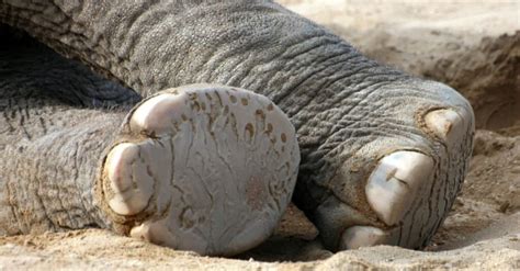 Do Elephants Have Toes? Understanding Elephants’ Feet - A-Z Animals