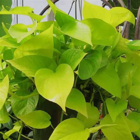 Golden Money Plant - Santhi Online Plants Nursery