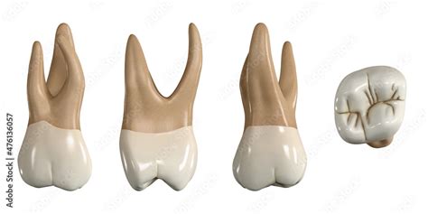 Fototapeta Permanent upper second molar tooth. 3D illustration of the anatomy of the maxillary ...